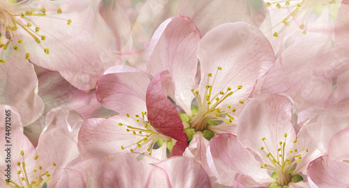 Beautiful pink apple blossom close-up. Floral background 