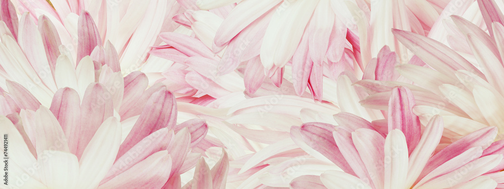 Pink petals of a chrysanthemum flower in close-up. Floral background. Nature.