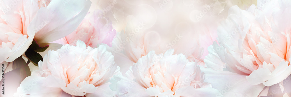 Floral spring background.  Peonies flowers and petals flowers. Close-up. Nature.