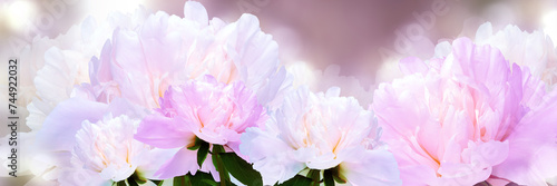 Floral spring background.  Peonies flowers and petals flowers. Close-up. Nature.