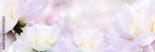 Floral spring background. Peonies flowers and petals flowers. Close-up. Nature.