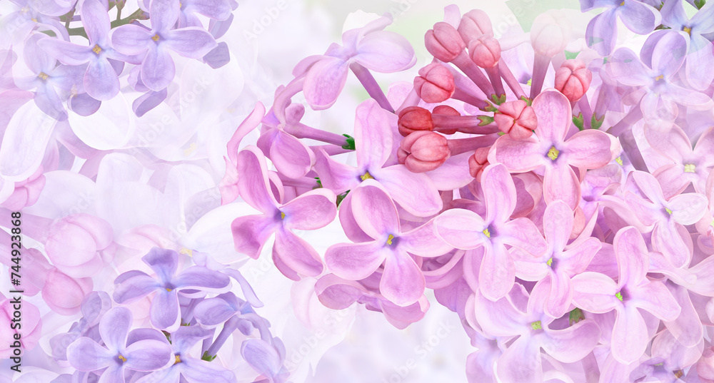Lilac flowers. Floral  spring background. Nature.