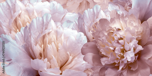 Floral spring background.  Peonies flowers and petals flowers. Close-up.  Greeting card.  Nature. © nadezhda F