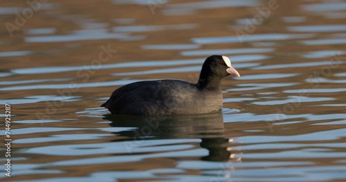 Coots on a winter day at the park lake in Bucharest, Romania