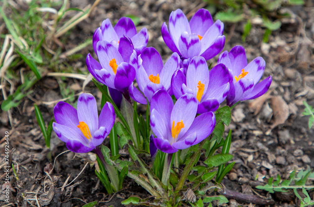 A bunch of blooming crocuses on the ground in nature A bunch of blooming crocuses on the ground in nature