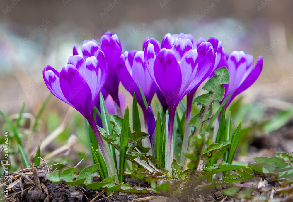 A bunch of blooming crocuses on the ground in nature A bunch of blooming crocuses on the ground in nature