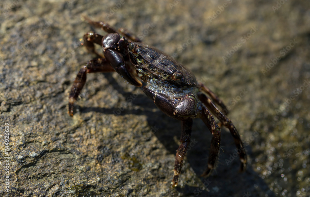 Pachygrapsus marmoratus is a species crab, sometimes called the marbled rock crab or marbled crab. Black Sea. Crab in the stones. The mating behavior of the animal, the release of foam.