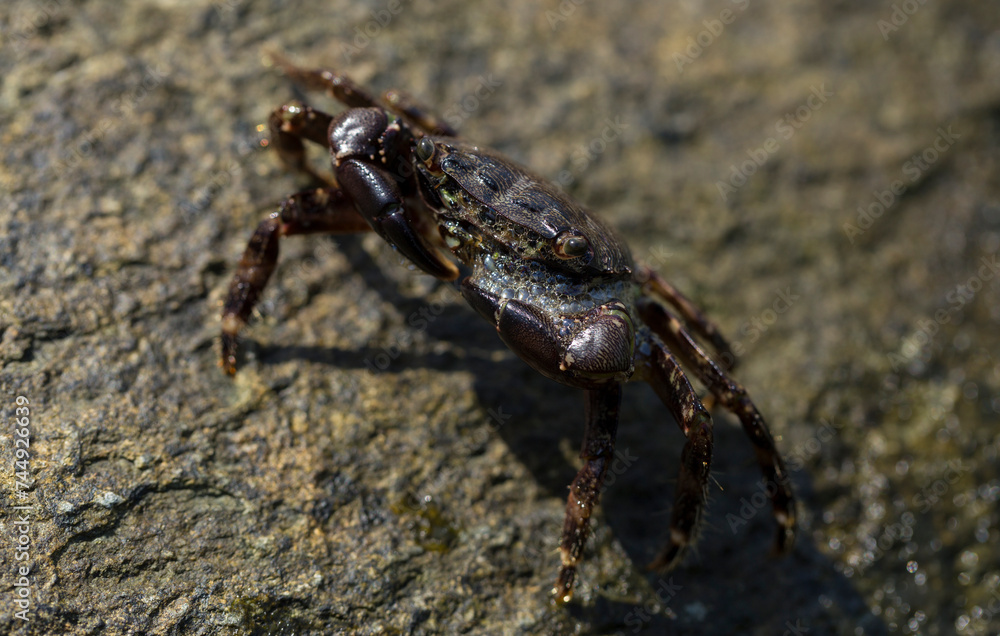 Pachygrapsus marmoratus is a species crab, sometimes called the marbled rock crab or marbled crab. Black Sea. Crab in the stones. The mating behavior of the animal, the release of foam. Pachygrapsus marmoratus is a species crab, sometimes called the marbled rock crab or marbled crab. Black Sea. Crab in the stones. The mating behavior of the animal, the release of foam.