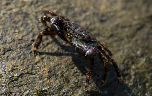 Pachygrapsus marmoratus is a species crab  sometimes called the marbled rock crab or marbled crab. Black Sea. Crab in the stones. The mating behavior of the animal  the release of foam.
