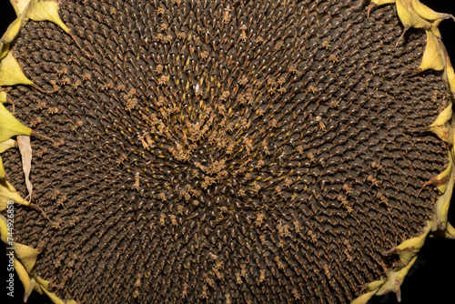 Obraz na plátně Helianthus, sunflower close-up