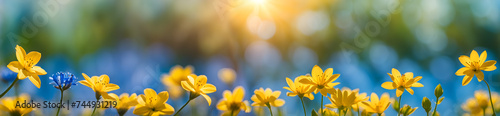 Blooming meadow on spring morning, wild flowers, soft focus, panoramic