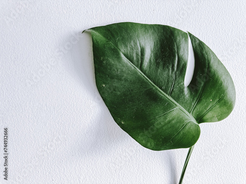 Monstera leaf on the white background photo
