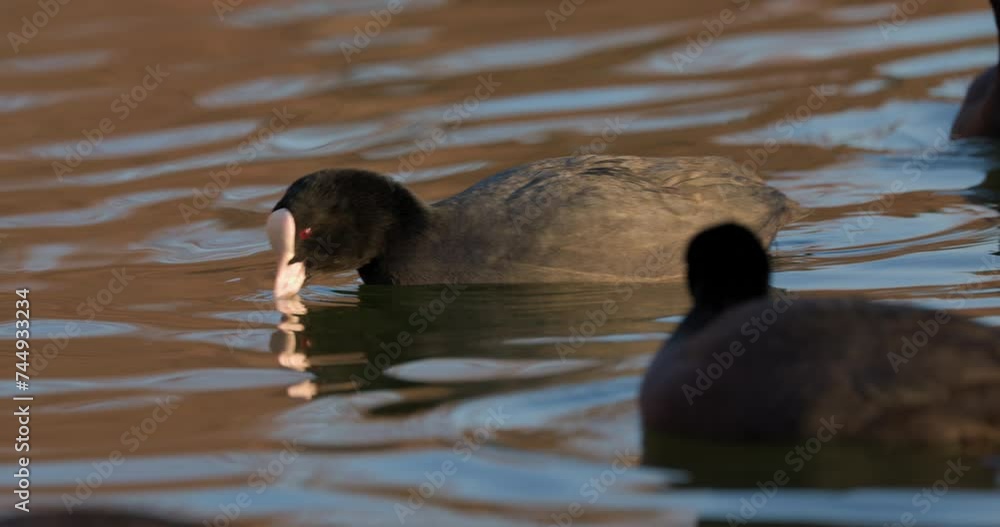 Coots on a winter day at the park lake in Bucharest, Romania Coots on a winter day at the park lake in Bucharest, Romania