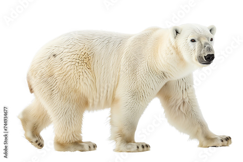 White Polar Bear Isolated on a Transparent PNG Background