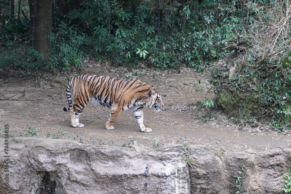 動物 動物