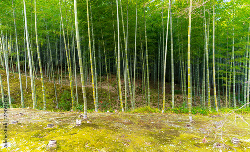 Arashiyama Bamboo Grove or Sagano Bamboo Forest  is a natural forest of bamboo in Arashiyama  landmark and popular for tourists attractions in Kyoto  Japan.