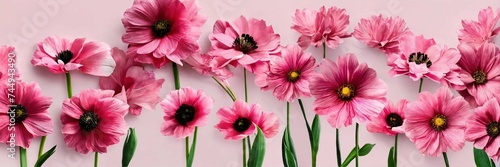 pink and white flowers