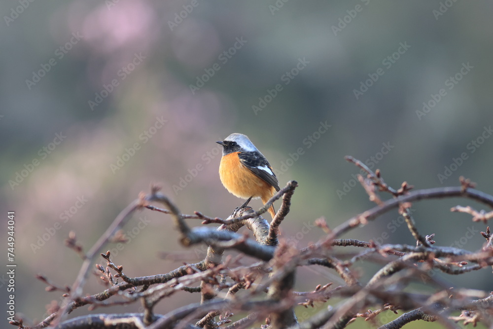 Fototapeta premium Japanese winter bird with beautiful feathers and cute eyes,Daurian Redstart