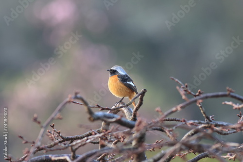 Japanese winter bird with beautiful feathers and cute eyes,Daurian Redstart