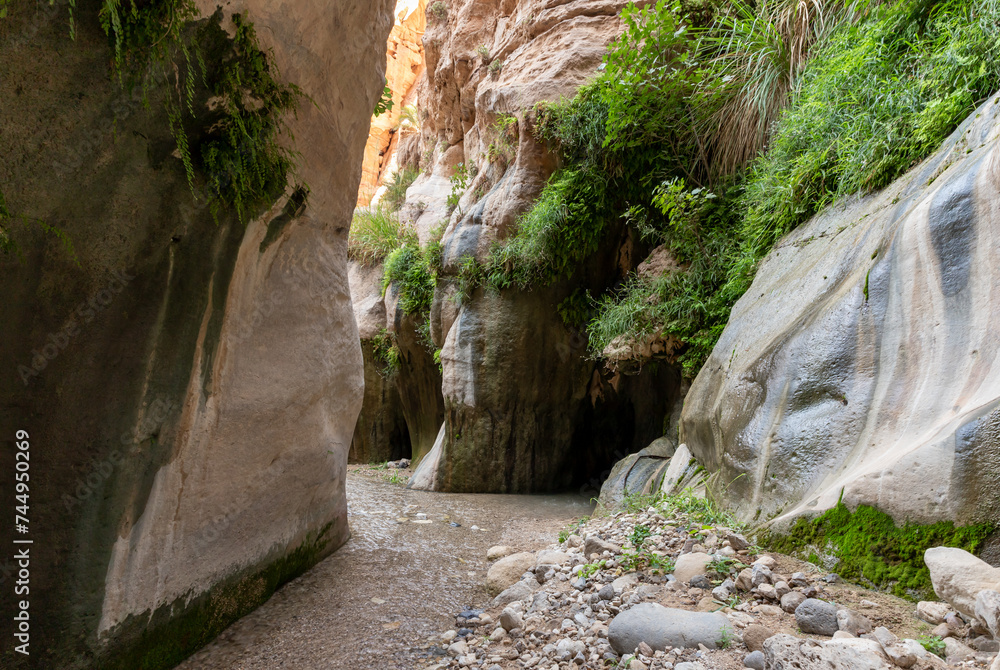 Obraz premium Extensive greenery grows on mountainsides on both sides of shallow stream in gorge Wadi Al Ghuwayr or An Nakhil and wadi Al Dathneh near Amman in Jordan