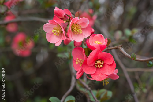Branch with red Chaenomeles flowers on a dark blurred background