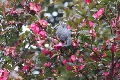 Red-eared Bulbul that prospers around Japan and lives strongly next people