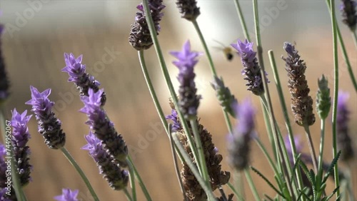  Slow motion, closeup to lavander flowers photo