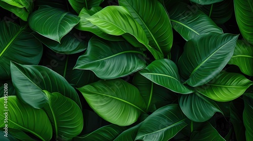 green leaf texture, nature background, tropical leaf.jpeg