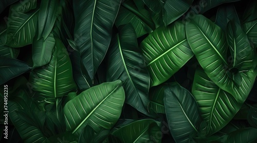 abstract green leaf texture  nature background  tropical leaf.jpeg 