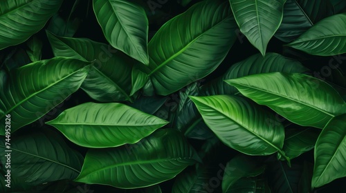 Green tropical botanical background of many various leaves.jpeg