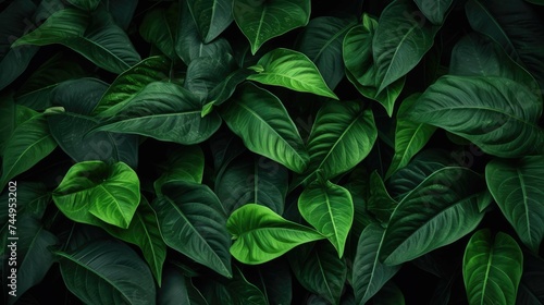 ropical deep green leaves background.jpeg photo