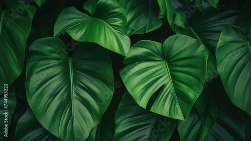 Tropical leaf texture background. Each intricately detailed leaf creates a captivating visual symphony, evoking the vibrant and exotic essence of tropical landscapes.jpeg photo