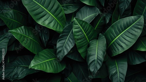 ropical leaf texture background. Each intricately detailed leaf creates a captivating visual symphony, evoking the vibrant and exotic essence .jpeg photo
