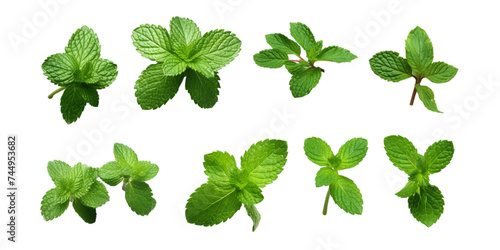 Collection of mint leaf isolated on a white background as transparent PNG