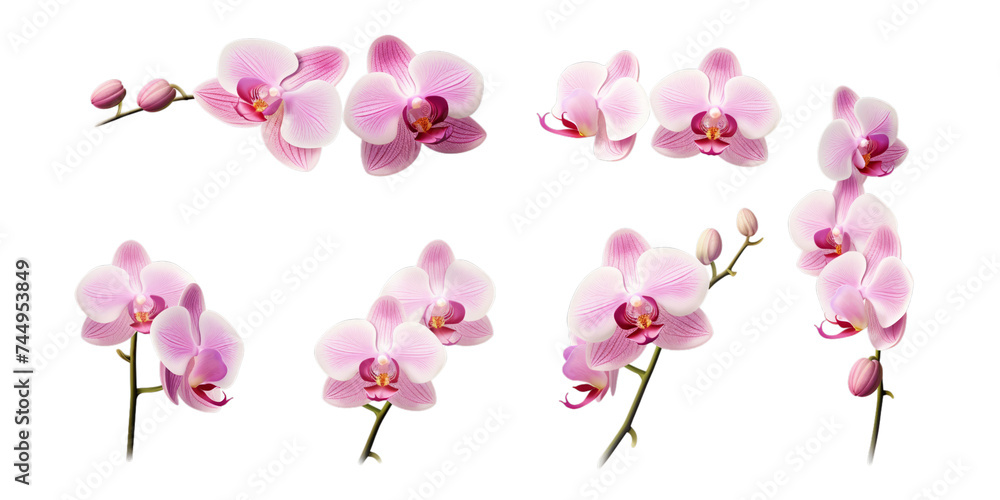 Collection of orchid flower isolated on a white background as transparent PNG
