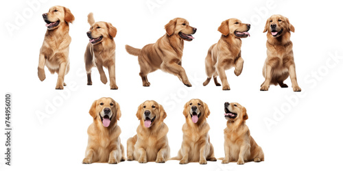 Collection of Golden Retriever dog isolated on a white background as transparent PNG © gunzexx png and bg