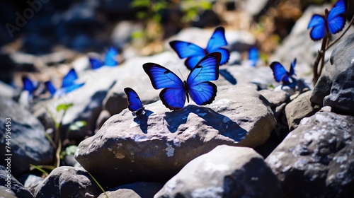 blue butterflies flying over the river rocks with