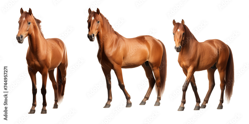 Collection of brown horse isolated on a white background as transparent PNG Collection of brown horse isolated on a white background as transparent PNG