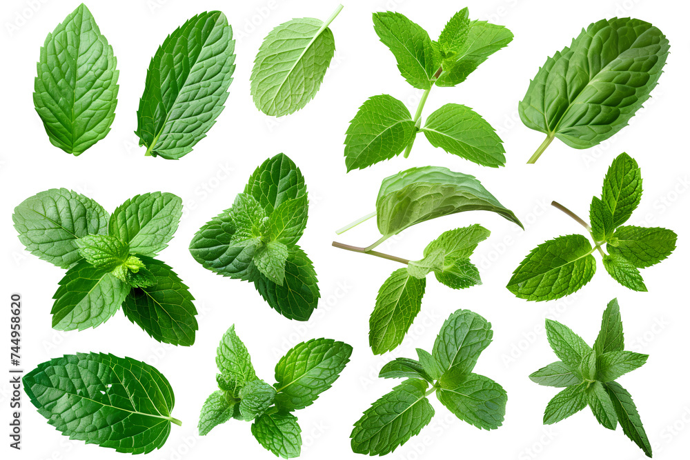 Collection set of mint leaves., fresh mint isolated on white background

