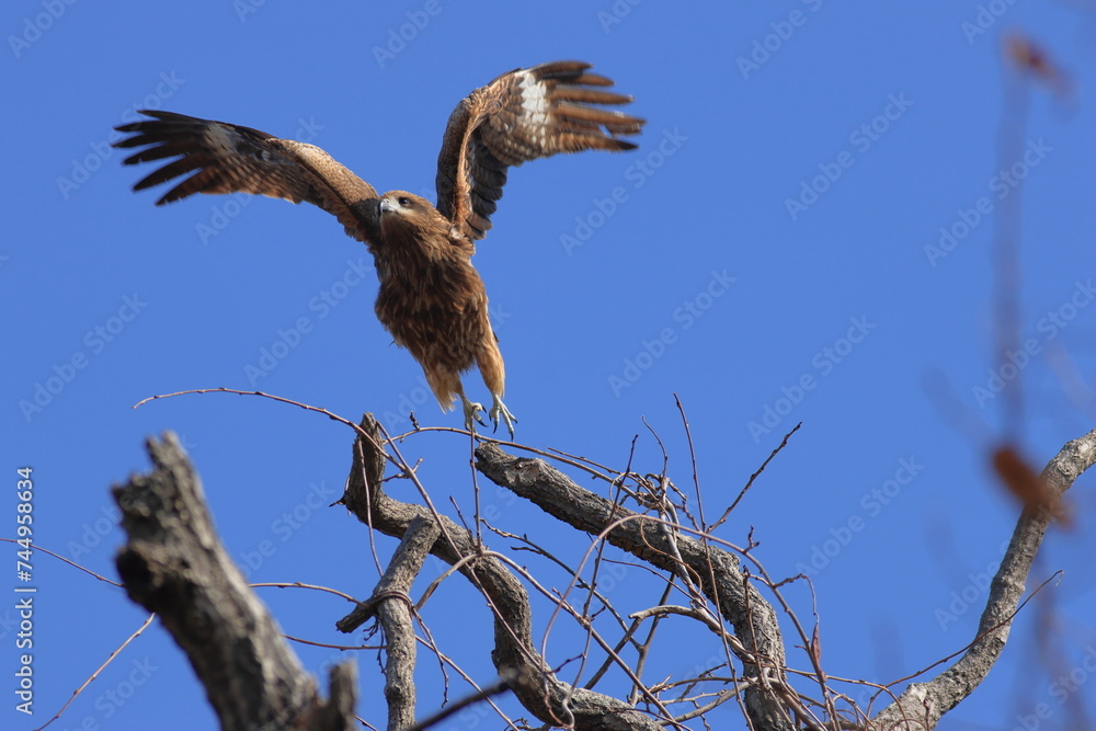 The most familiar hawk,Black Kite The most familiar hawk,Black Kite
