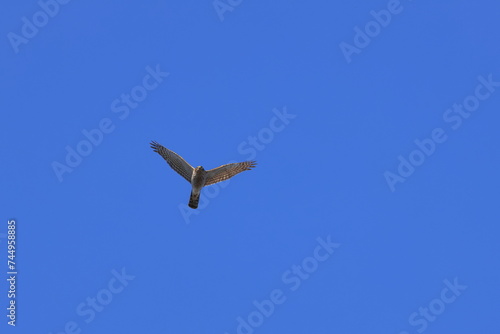 Eurasian Sparrowhawk looking for prey