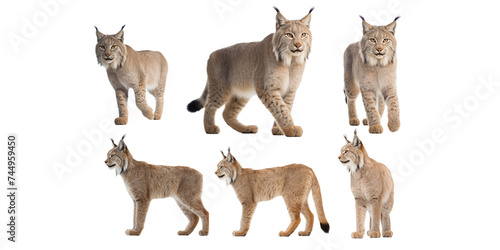 Collection of bobcat isolated on a white background as transparent PNG photo