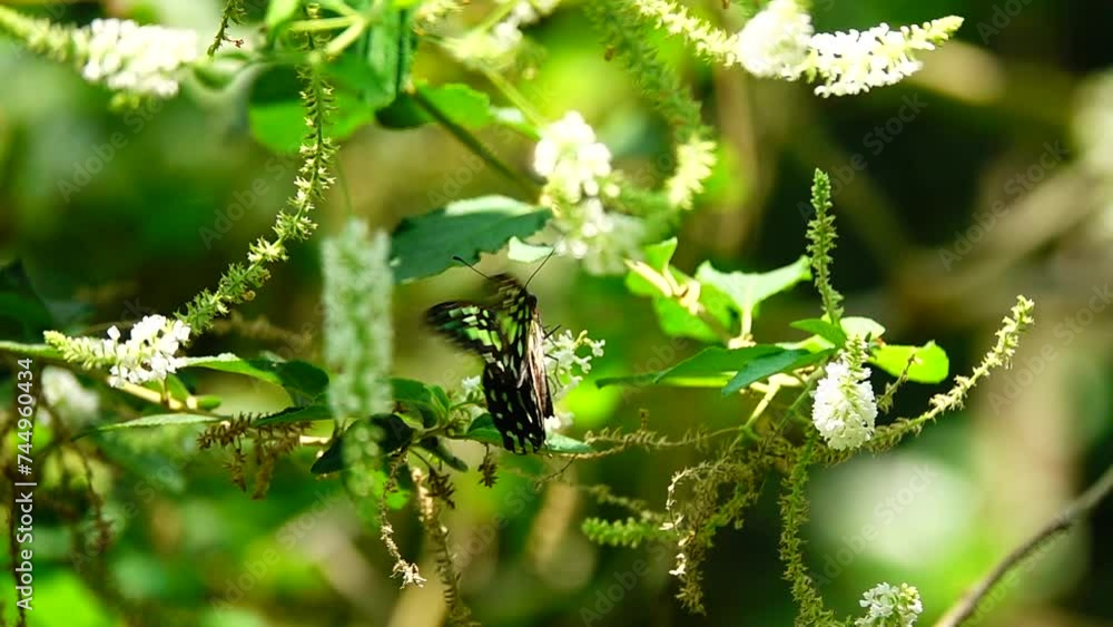 Thai butterfly in garden garden summer flower and butterfly flower butterfly flower butterfly Thai butterfly in garden garden summer flower and butterfly flower butterfly flower butterfly