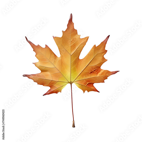Orange autumn maple leaf isolated on white