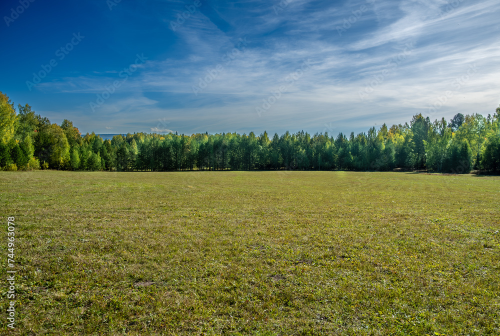 A field with mown grass near the forest.
