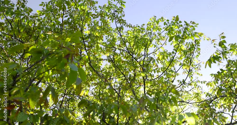the first beautiful walnut foliage in close-up against a blue sky background, yellow-green walnut foliage in a fruit garden the first beautiful walnut foliage in close-up against a blue sky background, yellow-green walnut foliage in a fruit garden