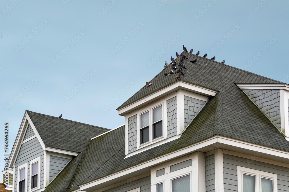A group of pigeons on the sloping roof of a newly built traditional-style house in Boston, MA, USA