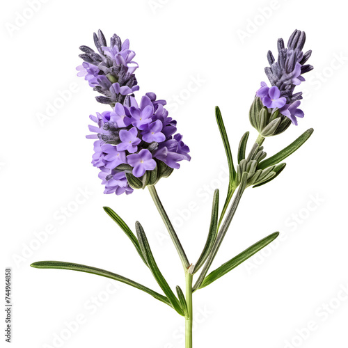Lavender flowers on a transparent background  png