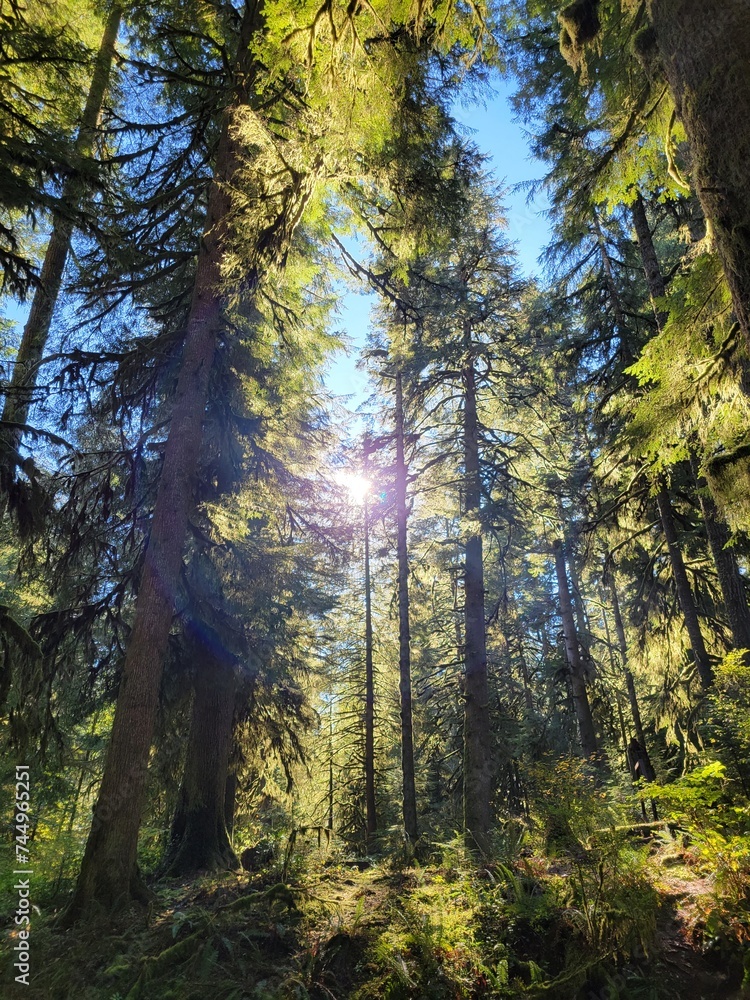 Fototapeta premium autumn in the forest