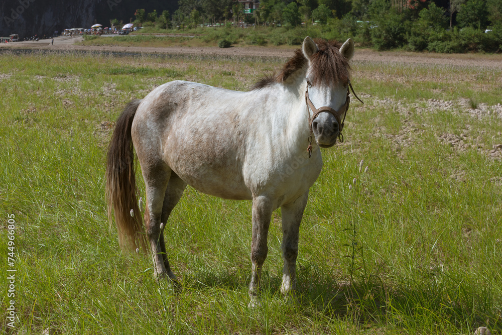 Fototapeta premium A horse on the grass beside the Li River